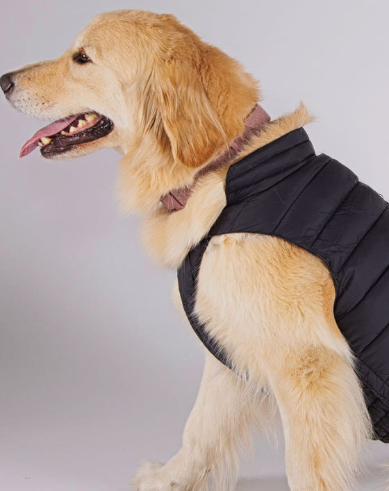 DOGGY Dog Vest